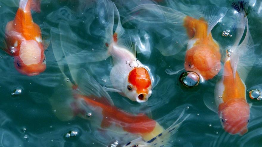 La &#039;invasión&#039; de los peces de acuario en la naturaleza: &quot;Son una plaga&quot;