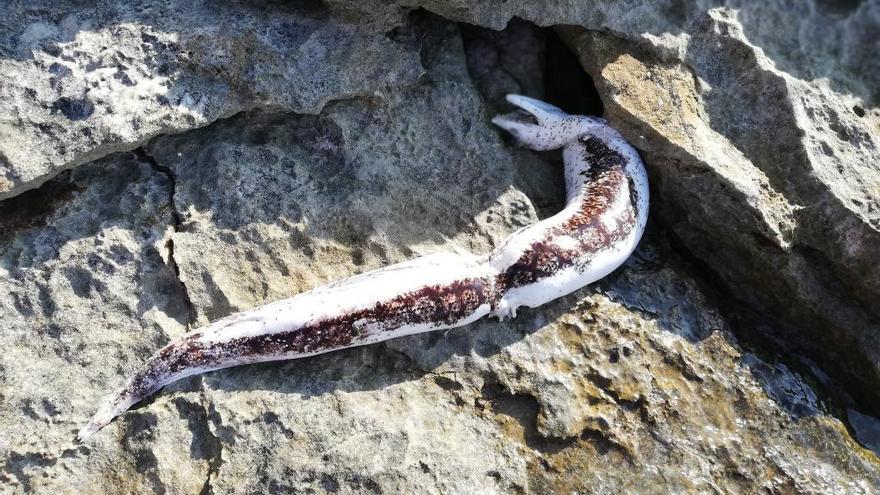 Aparecen dos morenas muertas en Calvià y en la Colònia de Sant Jordi