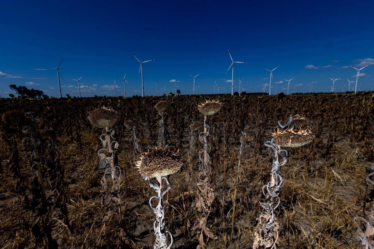 Turbinas eólicas cerca de un campo de girasoles, destruido por la sequía causada por una ola de calor, cerca de Luckau, Alemania