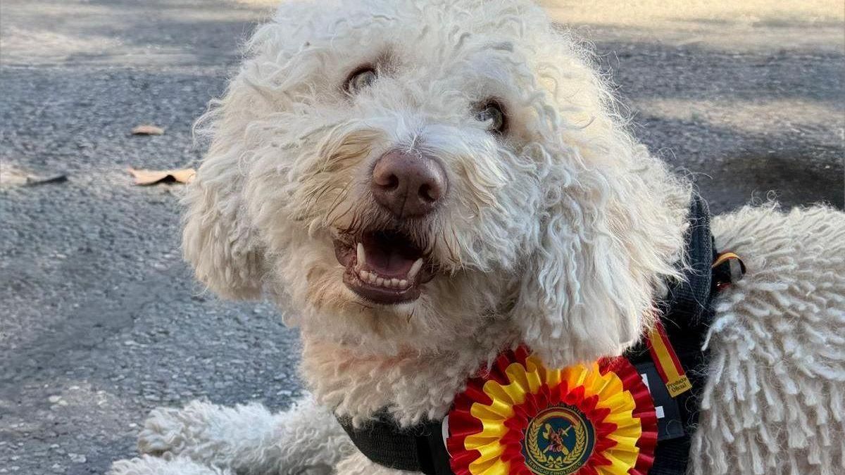 El ministro Marlaska condecora a Dylan, el perro que encontró los cadáveres escondidos en el pozo de una nave de Librilla