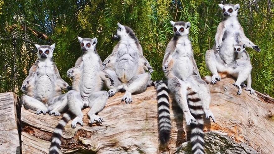 Un investigador de la UCO halla por primera vez en lemures europeos un peligroso parásito que también afecta a personas