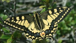 Las mariposas son algunos de los grandes polinizadores