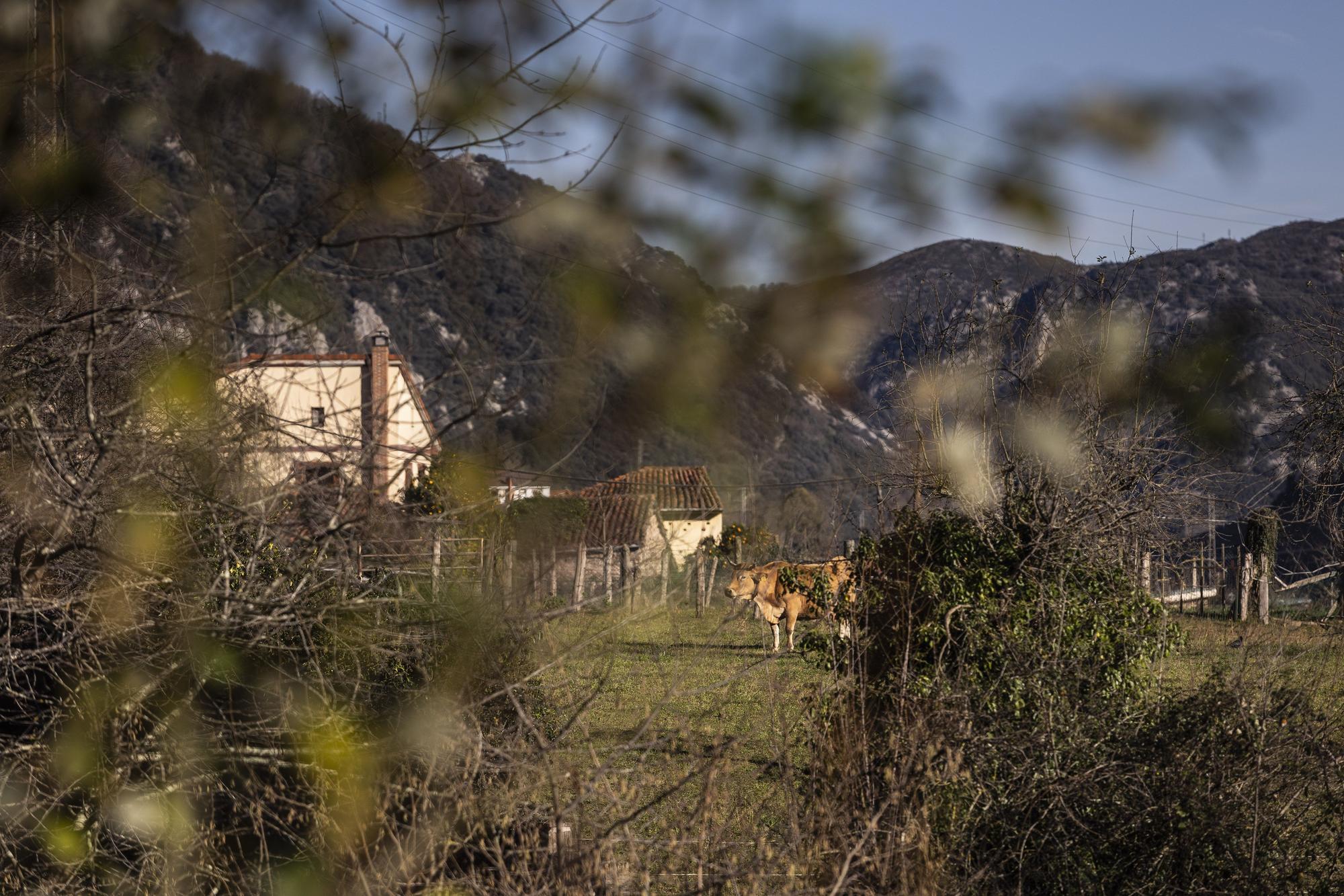 Asturianos en Proaza, un recorrido por el municipio