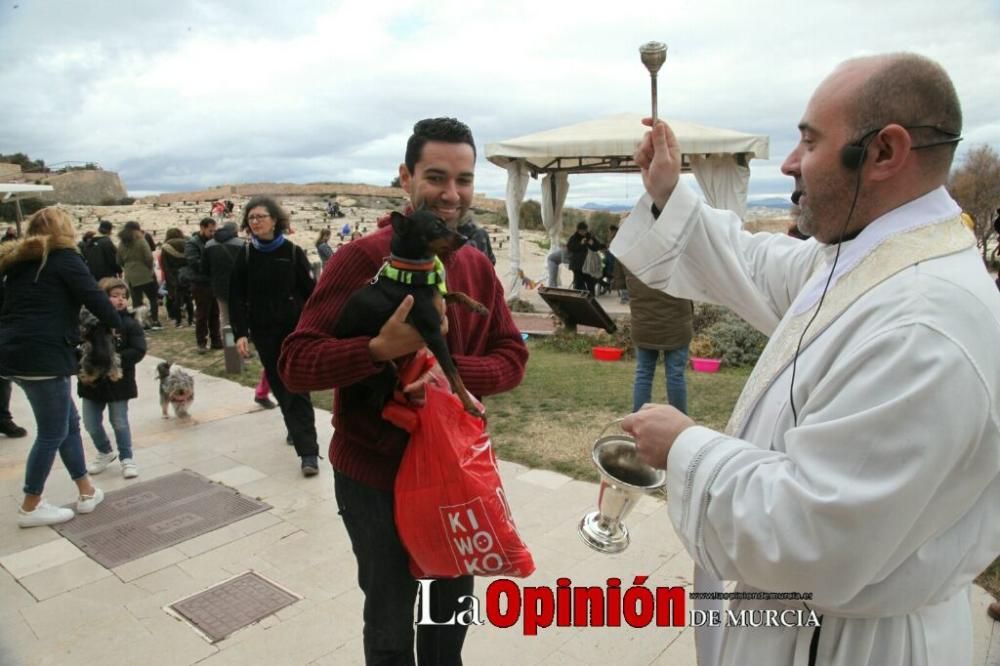 Jornada especial por San Antón en la Fortaleza del Sol de Lorca