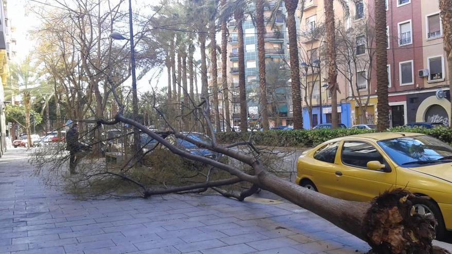 El árbol caído en la calle Ruaya