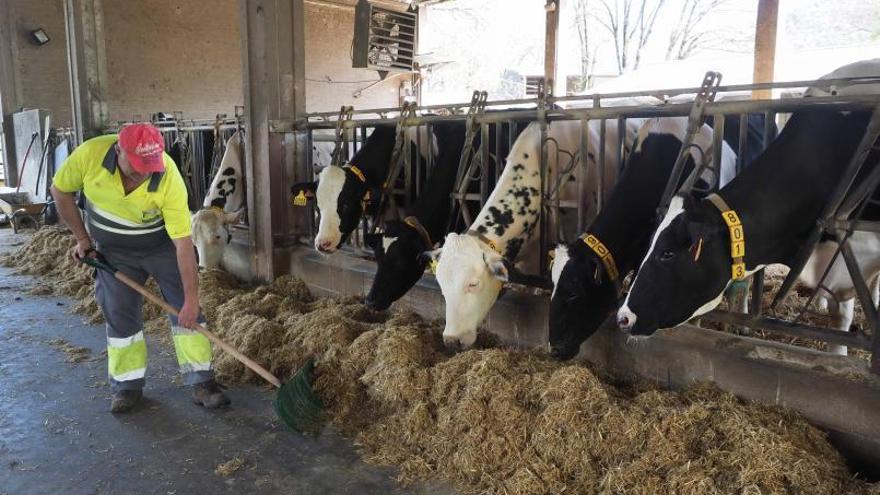 Un usuari té cura de la granja de vaques que dona una part de la llet per fer els productes làctics de la companyia.