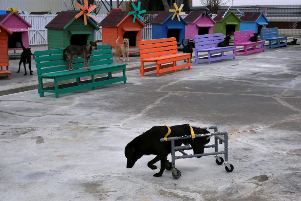 A disabled dog walks with homemade wheelchair at ...