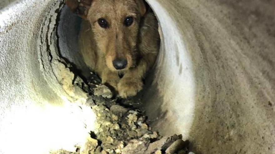 Los bomberos salvan a un perro aprisionado en una tubería en Alcalalí