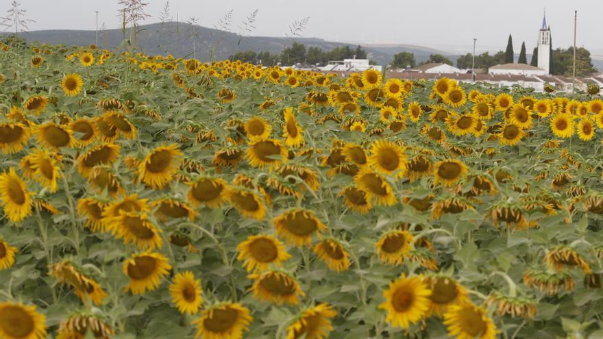 La superficie sembrada de girasol en la provincia de Córdoba ha aumentado un 25%