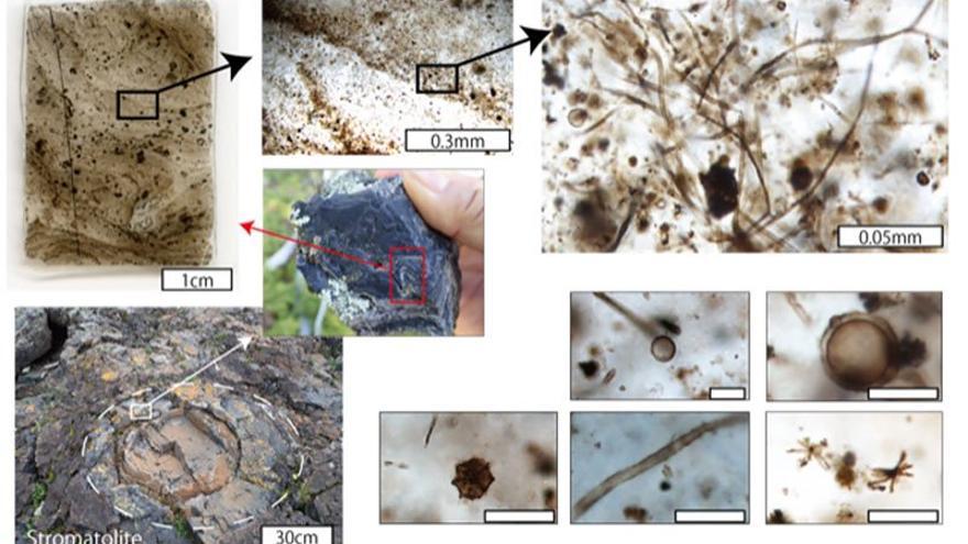 Tipos comunes de microfósiles de Gunflint, con barras de escala blancas a una escala de 0,01 mm.