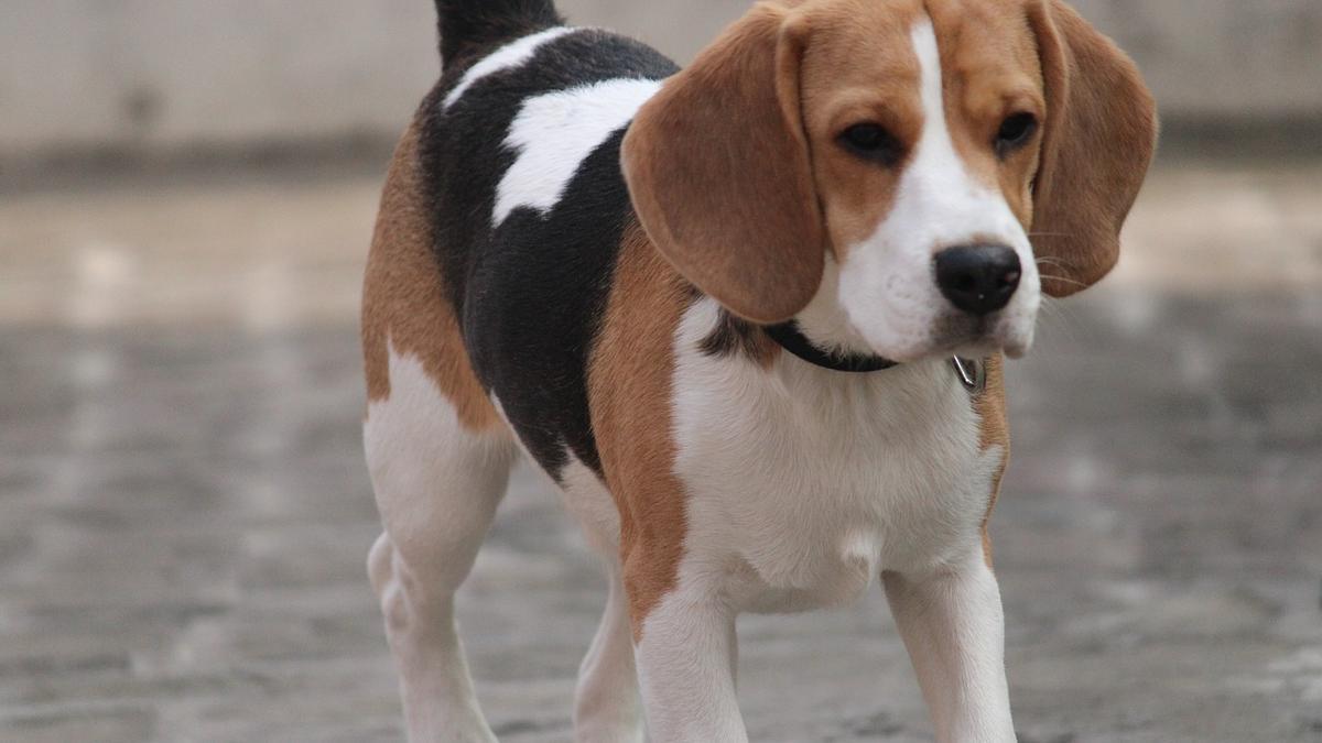 RAZAS DE PERROS DE CAZA | Las 10 razas de perros de caza que puedes tener  en casa