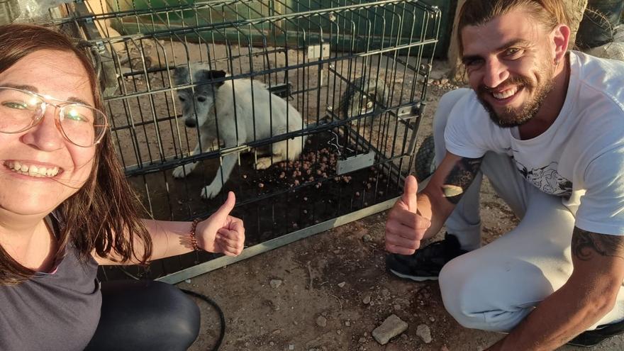 Rober, el perro escapista de Xàtiva, ya no duerme en la calle