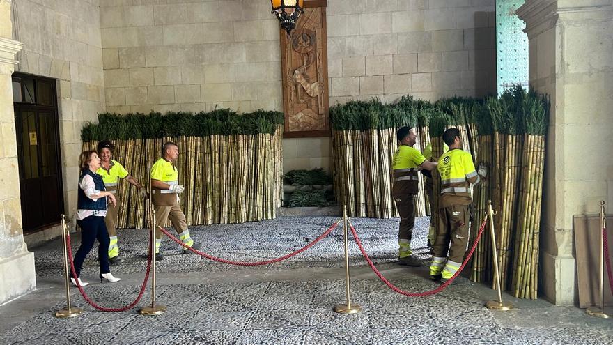 Las cañas con romero de Santa Faz, preparadas para la romería de este 2025