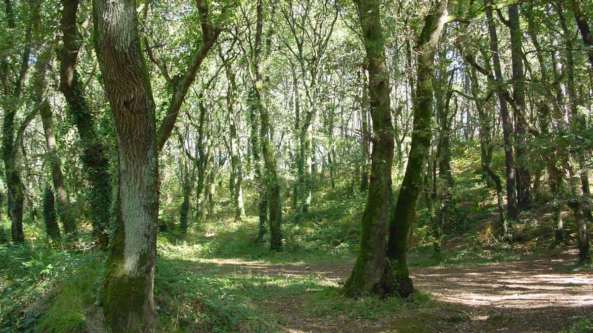 Sendero por la hoy reducida fraga de Cecebre y, abajo,  cartel de la exposición que  se inaugura mañana.    | // L.O.