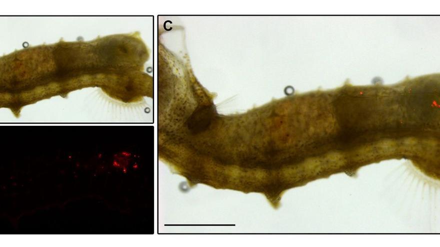 Microplásticos (puntos rojos) al final del intestino de un caballito.