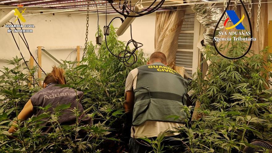 Operación antidroga en Tenerife: Hallan un laboratorio de marihuana con 716 plantas