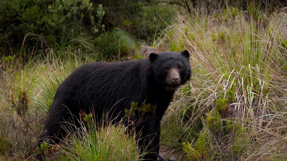 Un centenar de ganaderos protesta en Lérida por la presencia del oso