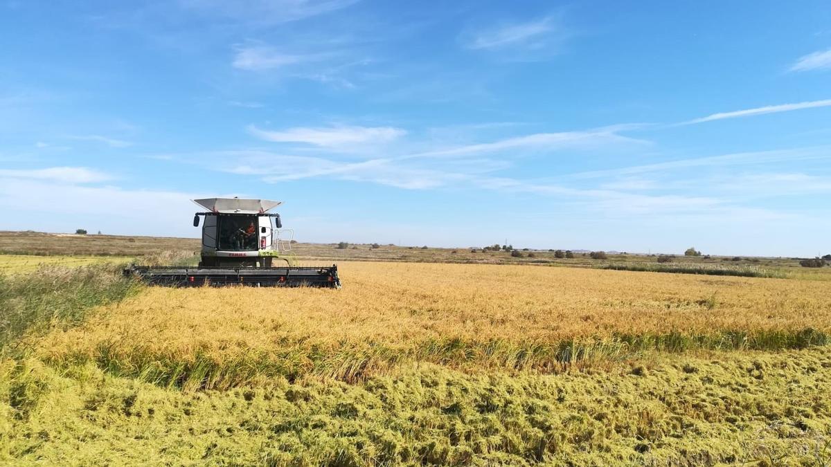 La cáscara de arroz, tras la cosecha, es uno de los materiales que analiza el proyecto AGROCIRC para la fabricación de envases biodegradables.