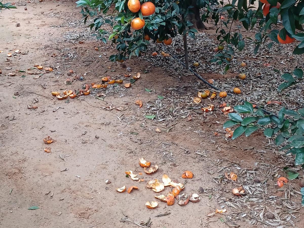 Cortezas de naranjas comidas por los jabalíes en un campo del Racó de Pachorra, esta mañana.