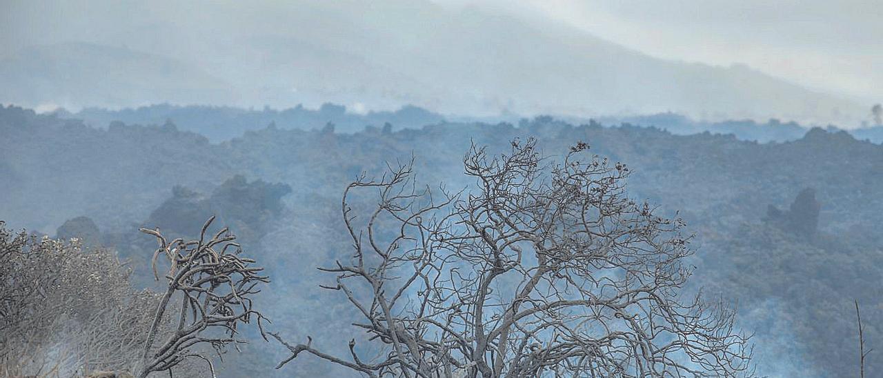 La erupción paraliza la cosecha del 15% del plátano de Canarias.