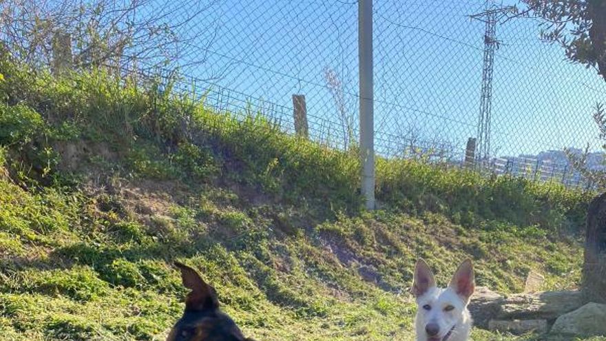 Los perros de Vigo también van a la guardería