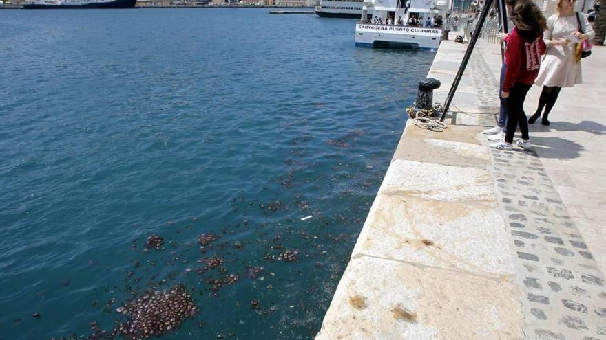 Las medusas, un síntoma  de los problemas del mar