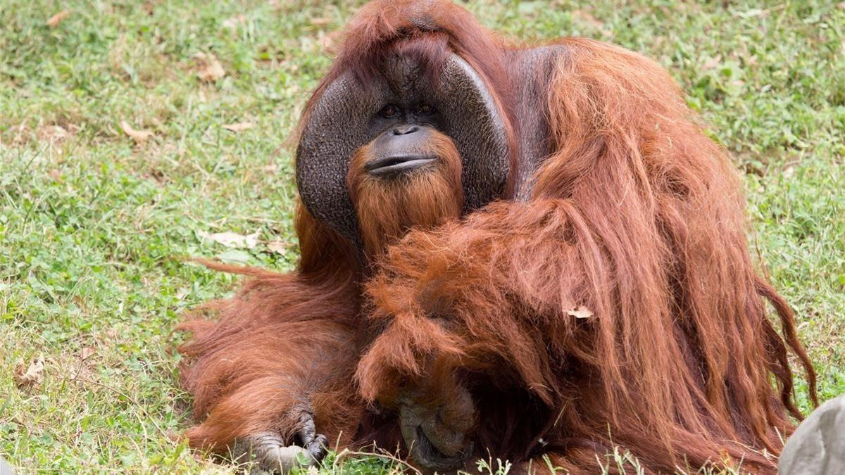 Orangután Chantek en el Zoo de Atlanta.