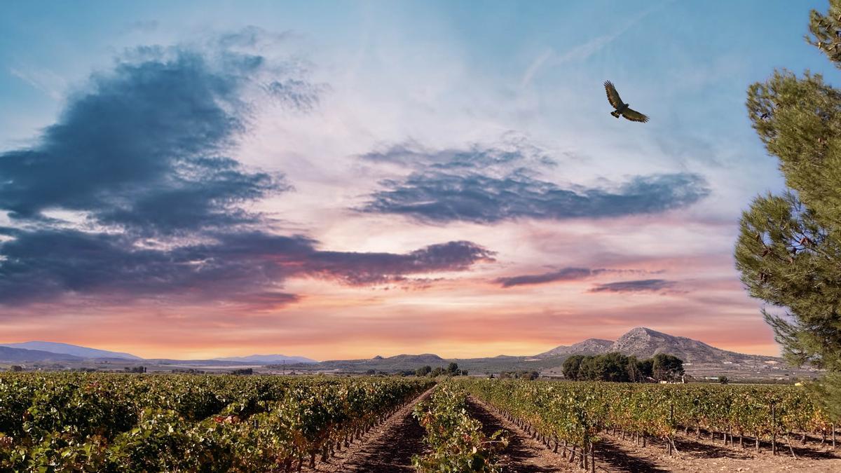 Viñedos en Finca Casa Gallur de Bodegas Vicente Gandía.