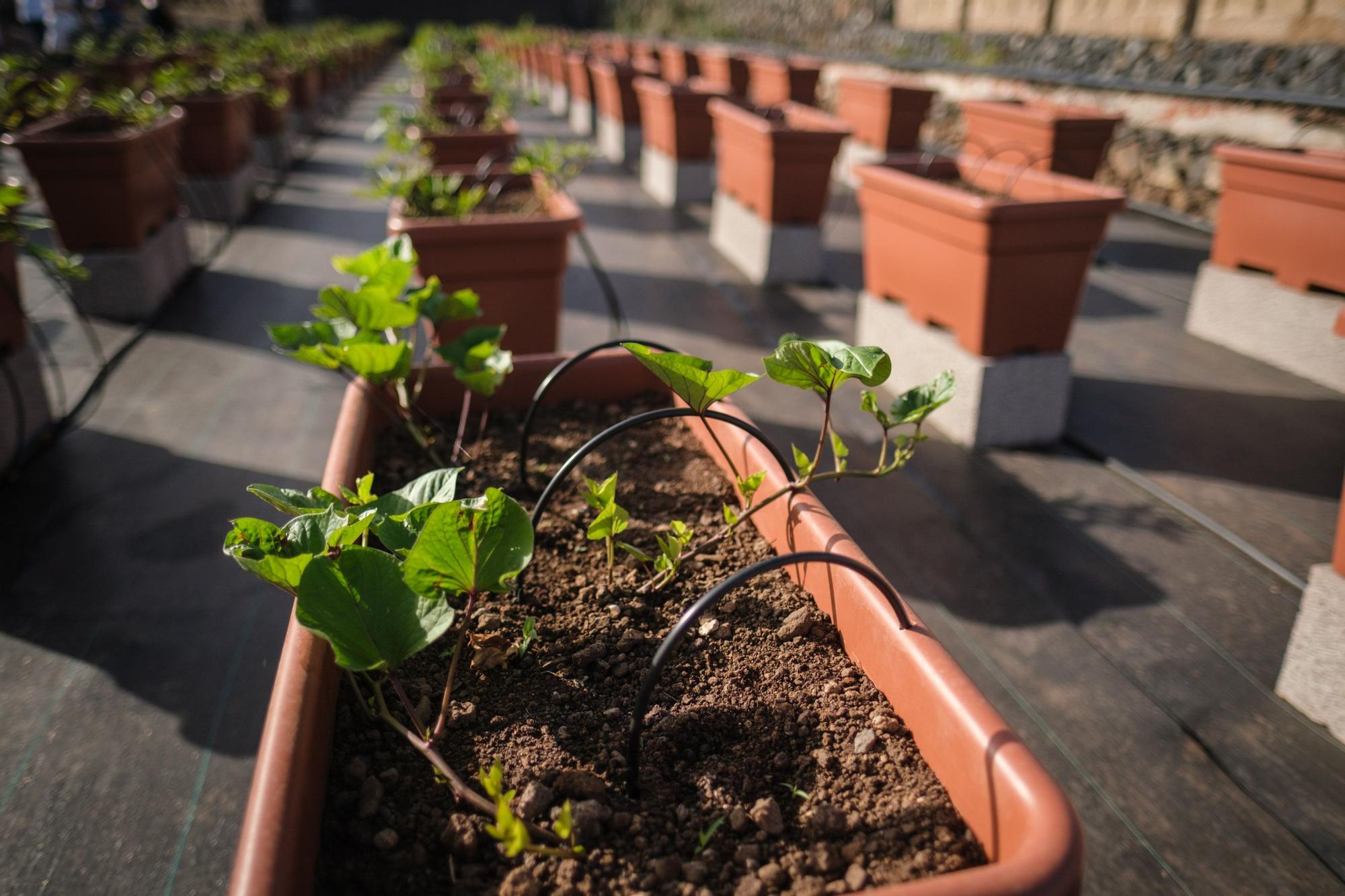 La conservación de la batata