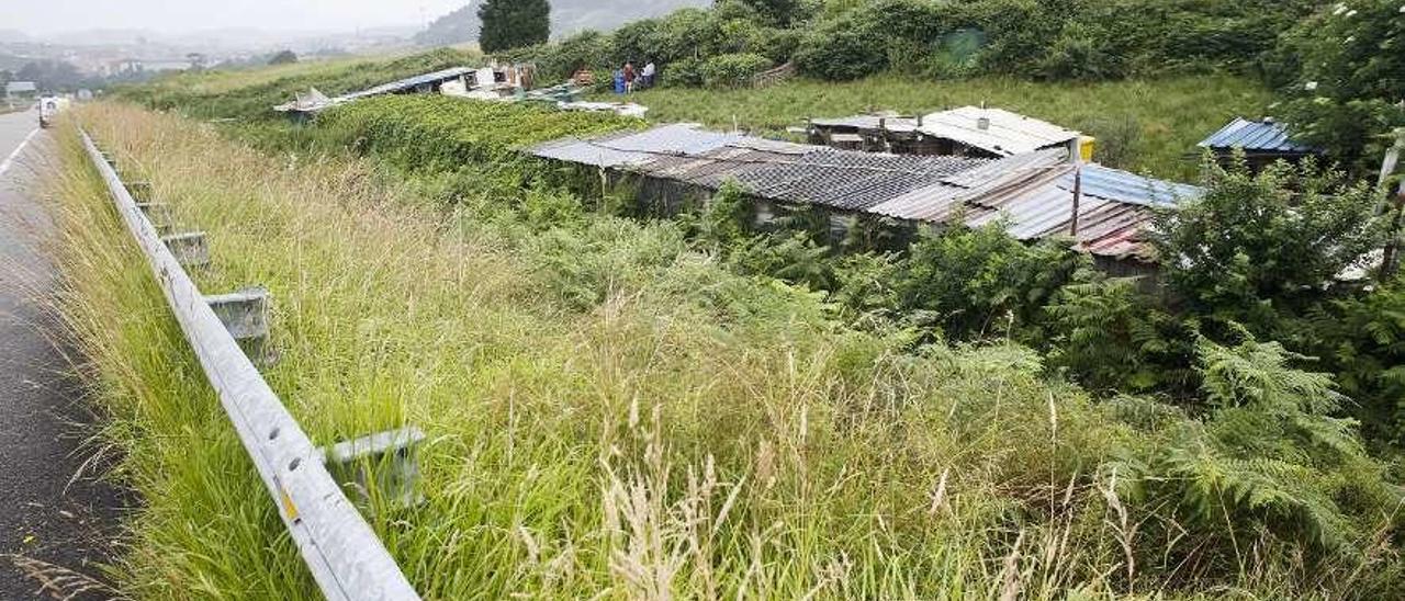 La perrera ilegal de La Luz.