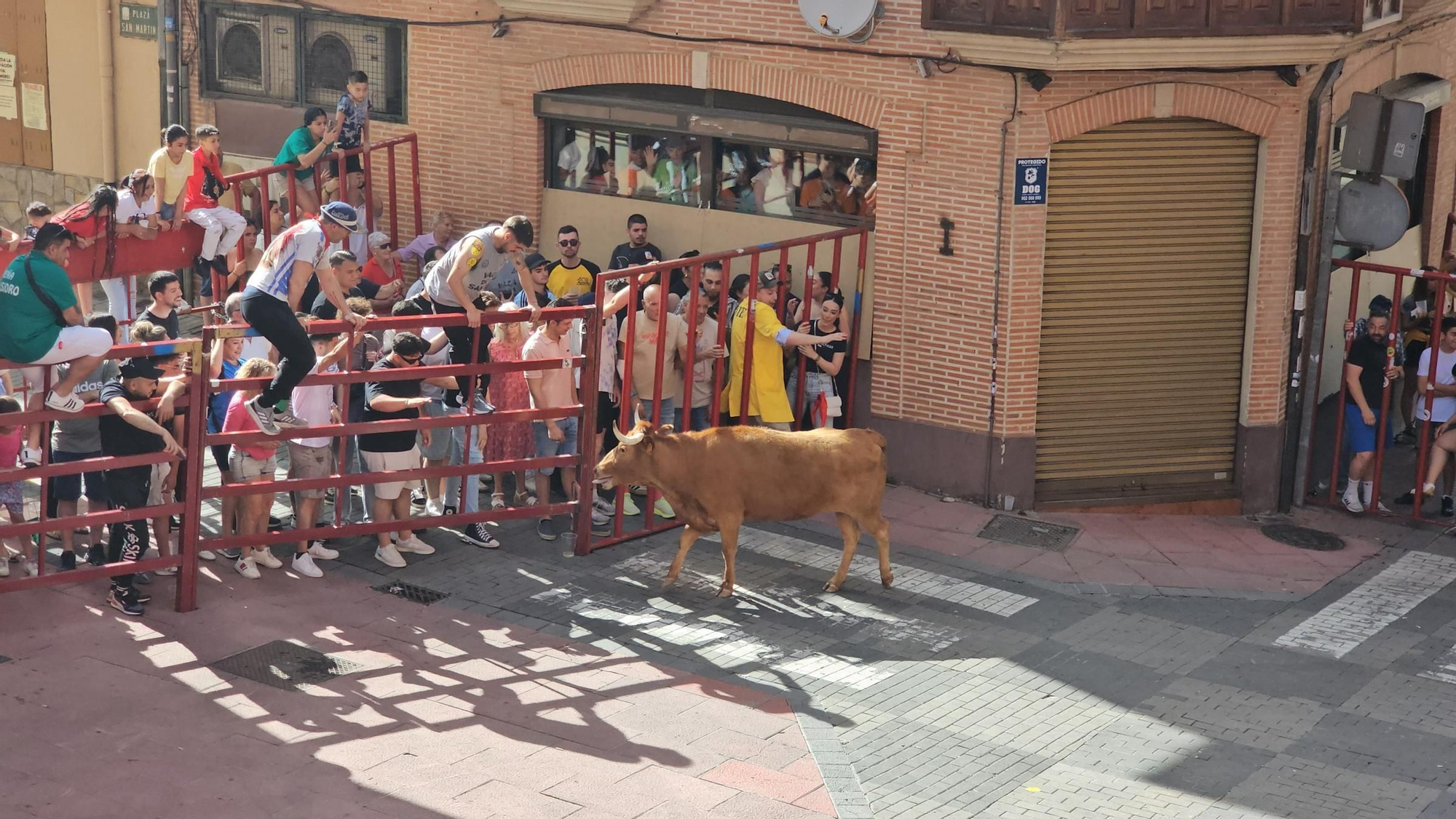 GALERÍA | Emoción y muchas carreras con la vaca Rabona