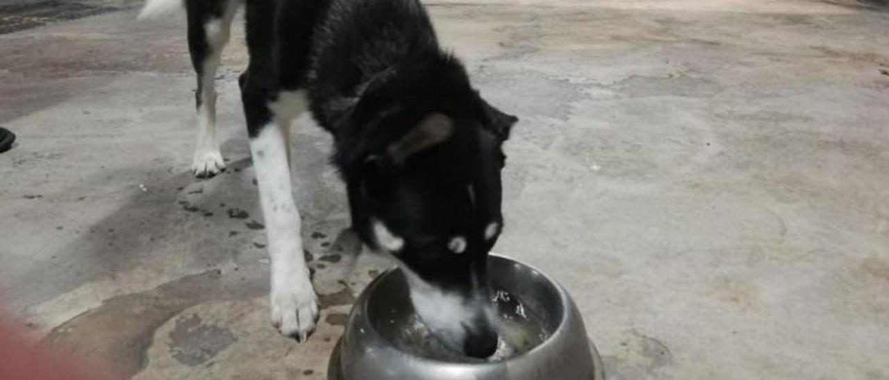 Thor, en las dependencias de la Policía Local de La Laguna.