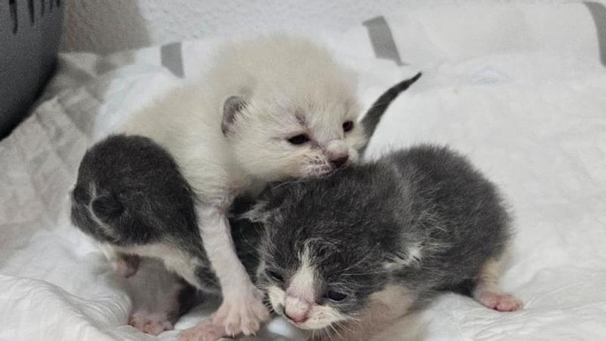 Rescatan a tres gatitos arrojados a un contenedor en Redondela: «Los tiraron a la basura para que muriesen»
