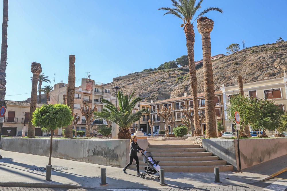 El área de Infraestructuras del Ayuntamiento de Orihuela retira desde hoy 23 troncos y tocones de las palmeras de la plaza de Santa Lucía. Un auténtico "monumento al picudo" en los últimos meses. Toda