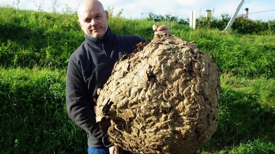 Retirado un nido de velutina de 20 kilos en Coirós