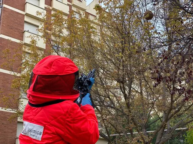 Cómo frenar la expansión de la avispa asiática y proteger a las abejas y al medio ambiente al mismo tiempo