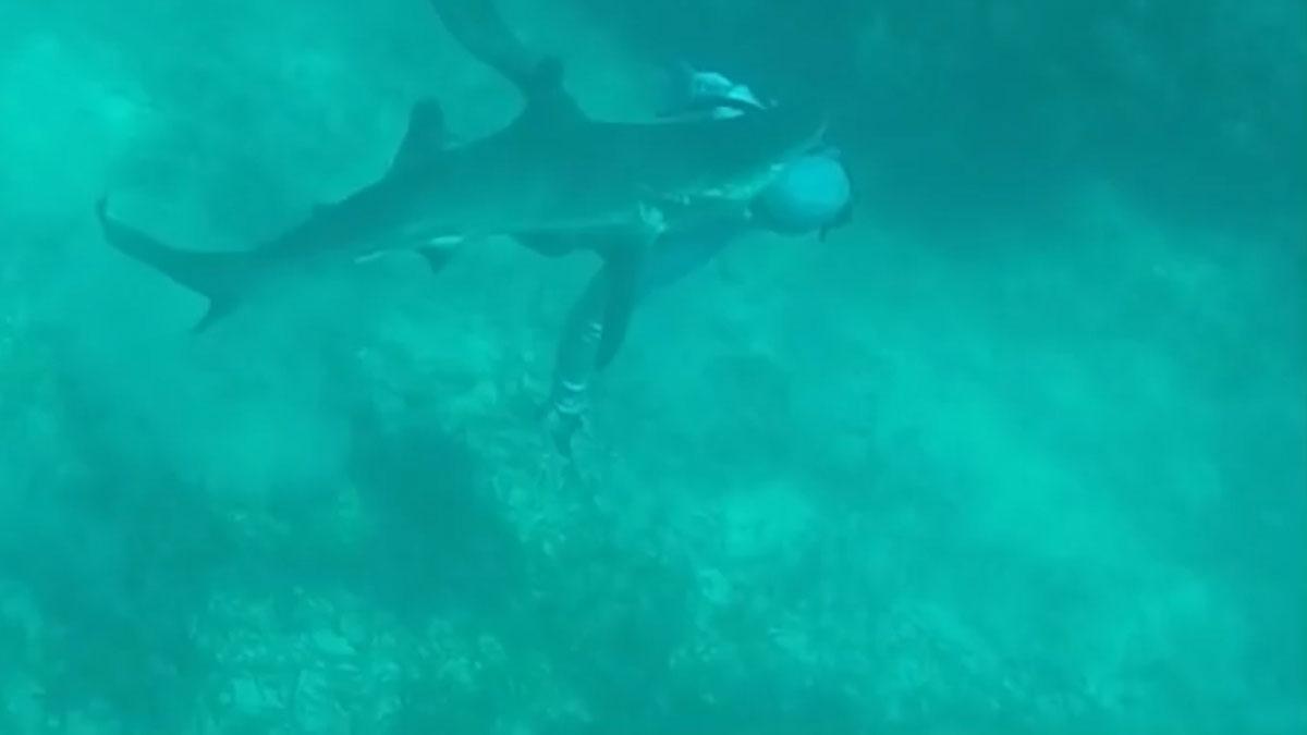 Un tiburón muerde a un submarinista en la cabeza en las Bahamas