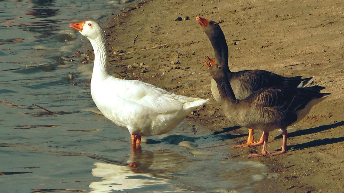 Un grupo de patos, en la playa de los Pelambres de Zamora