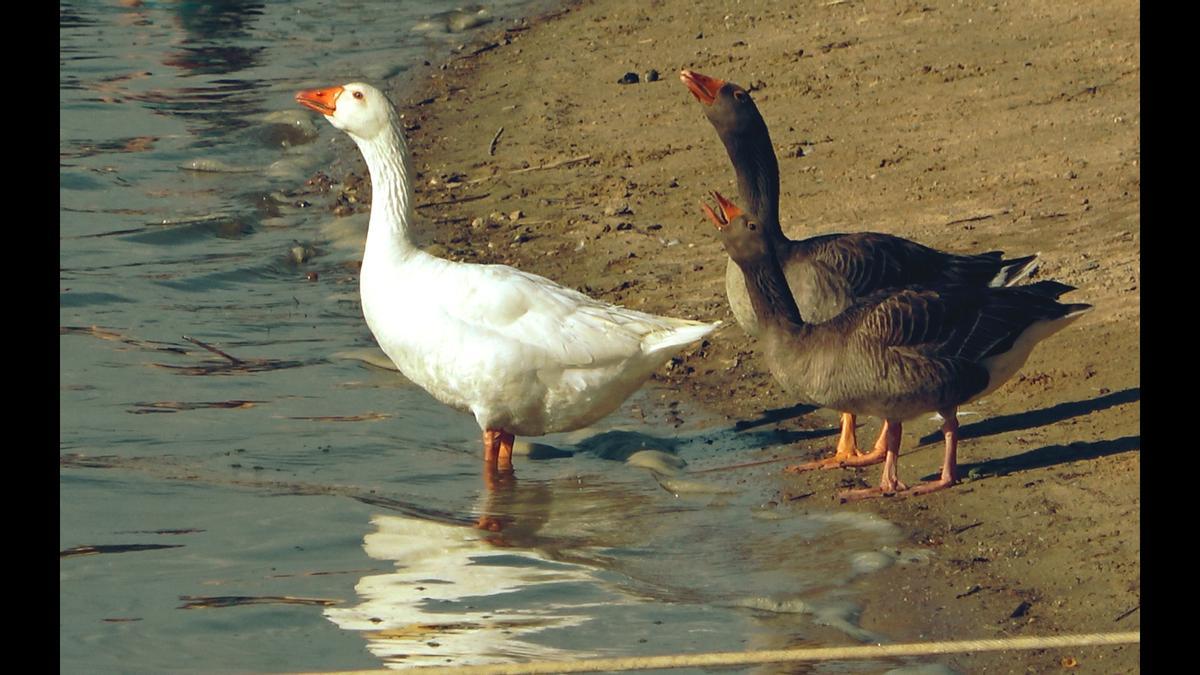 Un grupo de patos, en la playa de los Pelambres de Zamora