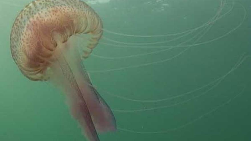 Imagen submarina de un ejemplar de &quot;Pelagia Noctiluca&quot;, rodeado de sus gigantescos filamentos