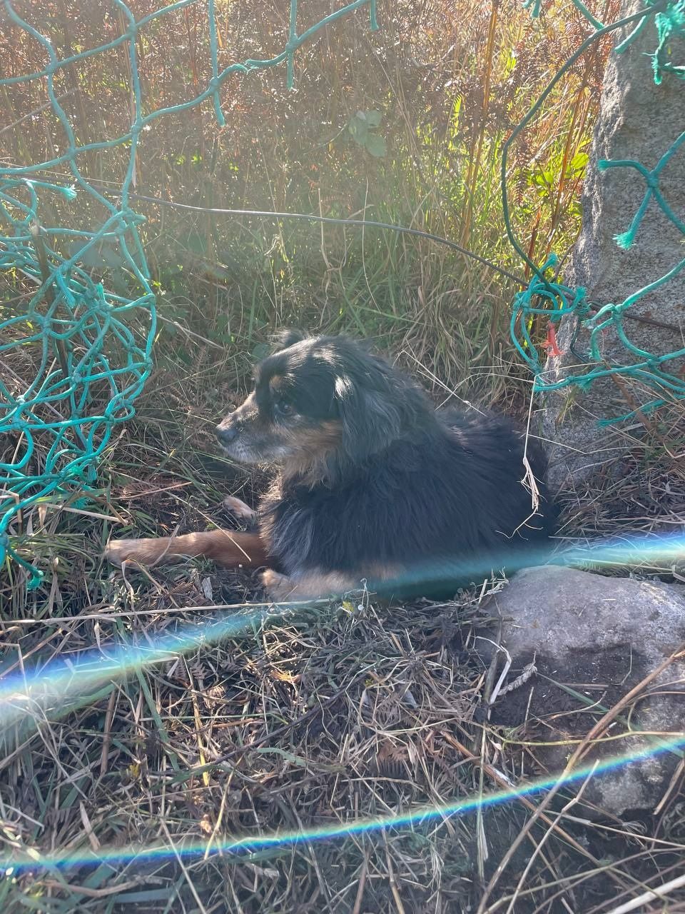 Rescatan a un perro atrapado en una red pesquera en Gondomar