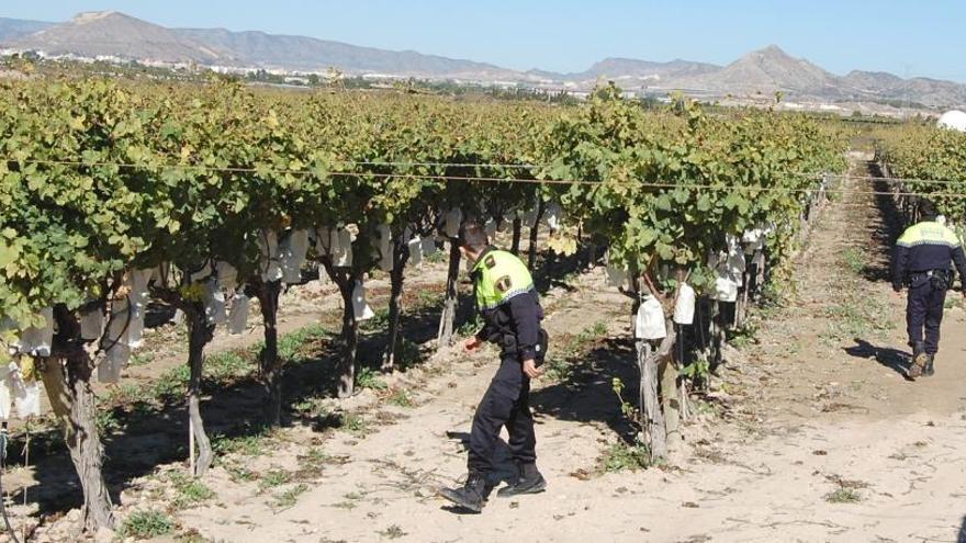 Agentes de la Policía Local de Monforte del Cid supervisando las fincas de uva de mesa en un dispositivo preventivo que se repite cada año