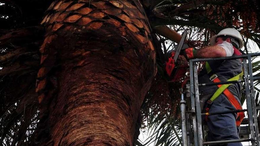 Un operario municipal poda una palmera de Vilagarcía. // Iñaki Abella