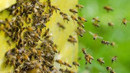 Esto es lo que debes hacer si te ataca un enjambre de abejas - Información