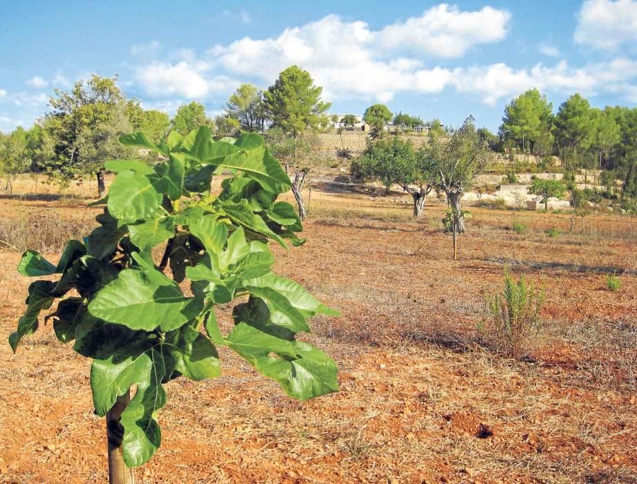 El Arca de Noé de  las higueras pitiusas