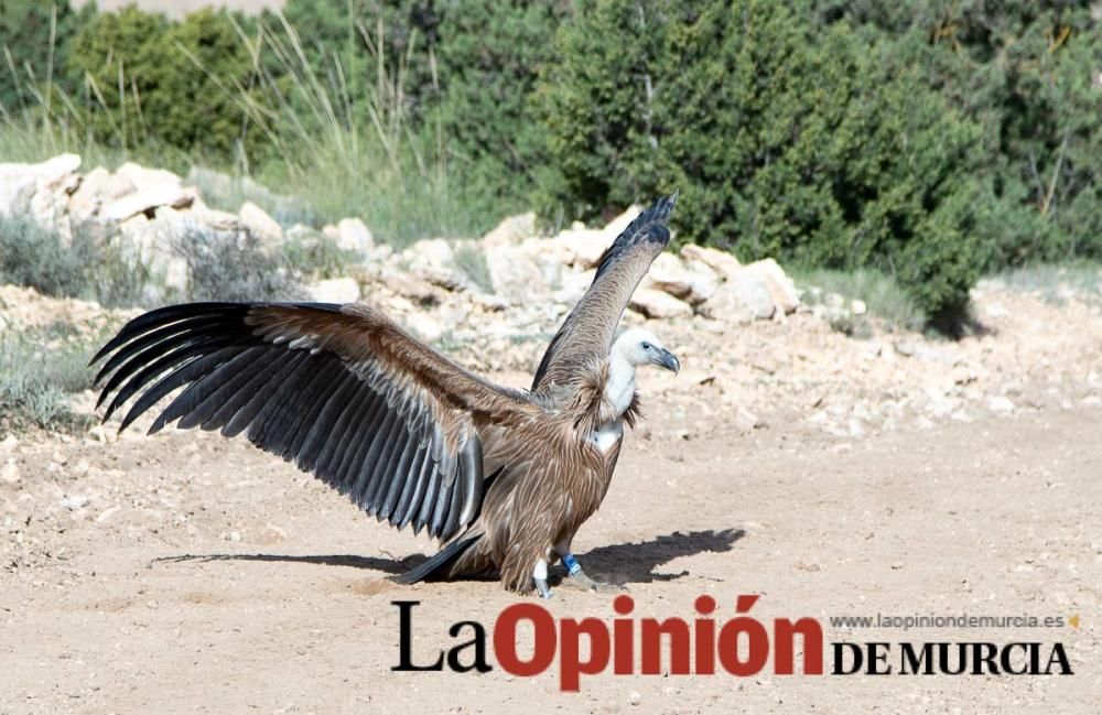 Liberan un Buitre Leonado en la Sierra de Mojantes