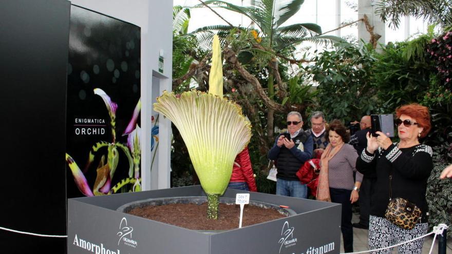 Florece en el Orquidiario de Estepona la primera &#039;flor cadáver&#039; de España