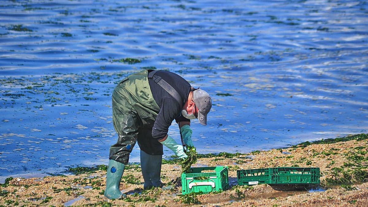 Recogida de algas en un arenal de VIlagarcía