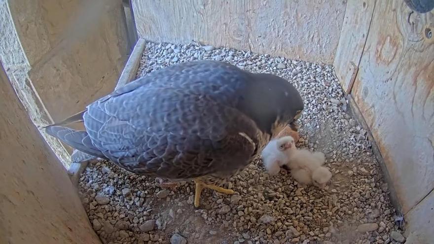 Dos de los tres polluelos de la pareja de halcones de la Sagrada Familia rompen el cascarón