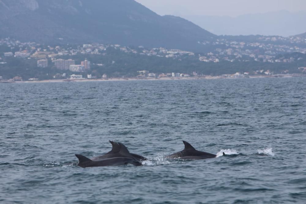 Avistan centenares de delfines en la costa de Dénia en apenas mes y medio